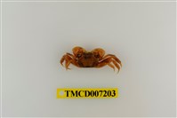 藏品(三櫛擬相手蟹)的圖片